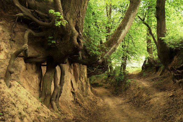Korzeniowy Dół - lessowy wąwóz k. Kazimierza Dln.