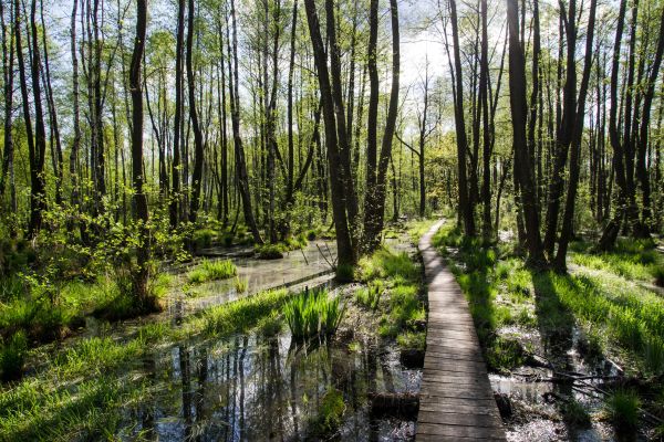 Ścieżka Spławy w Poleskim Parku Narodowym