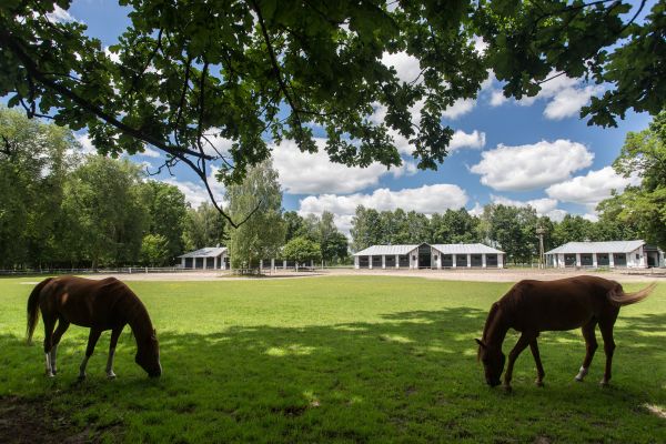Stadnina koni w Wygodzie k. Janowa Podlaskiego
